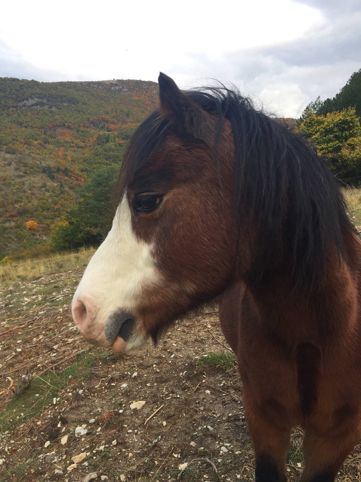 Flash participe au concours pour gagner de l'argent avec cette photo : cloud, grass, grassland, grazing, hill, horse, landscape, liver, livestock, mane, mare, mountain, natural_landscape, pack_animal, plant, ranch, sky, snout, terrestrial_animal, working_animal