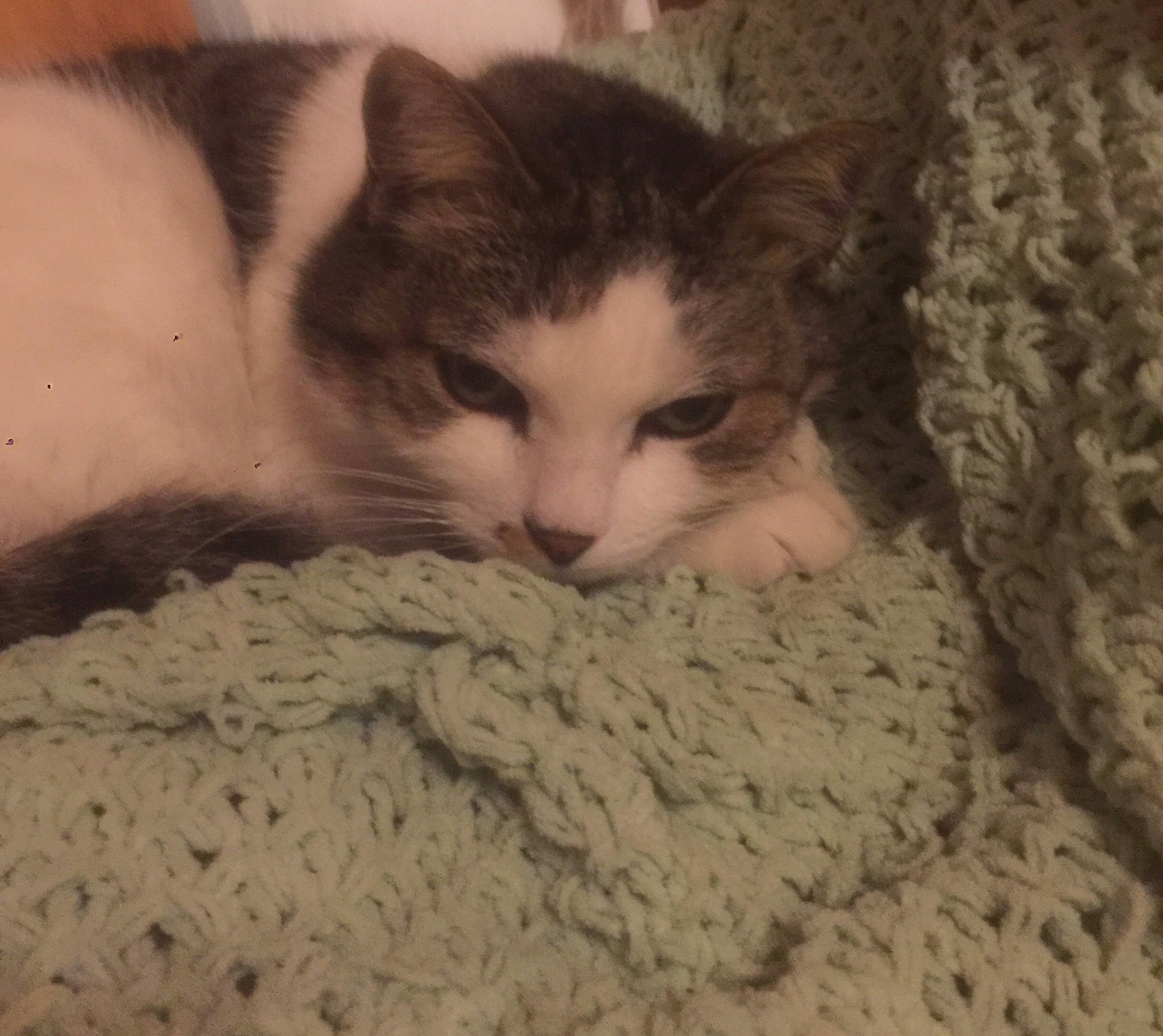 Méli a rejoint le concours — aidez-le/la à gagner de superbes lots ! bedding, carnivore, cat, claw, comfort, domestic_short_haired_cat, felidae, fur, grey, linens, nap, paw, small_to_medium_sized_cats, snout, tail, whiskers, wood, wool, woolen, woven_fabric