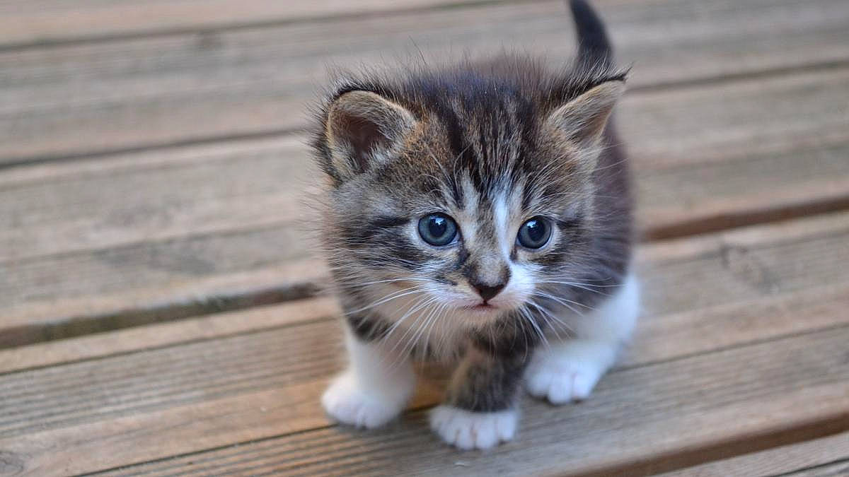 Mysty participe au concours pour gagner de l'argent avec cette photo : box, carnivore, cat, claw, domestic_short_haired_cat, fawn, felidae, flooring, fur, hardwood, paw, plank, small_to_medium_sized_cats, snout, tail, terrestrial_animal, whiskers, window, wood