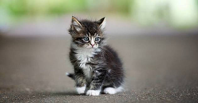 Mysty a rejoint le concours — aidez-le/la à gagner de superbes lots ! asphalt, carnivore, cat, claw, domestic_short_haired_cat, felidae, fur, grass, maine_coon, monochrome_photography, paw, plant, road_surface, sitting, small_to_medium_sized_cats, soil, tail, terrestrial_animal, tire, whiskers