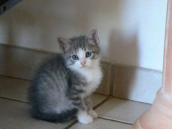 Mysty participe au concours pour gagner de l'argent avec cette photo : animal_shelter, box, cardboard, carnivore, cat, claw, domestic_short_haired_cat, fawn, felidae, flooring, fur, hardwood, paw, pet_supply, small_to_medium_sized_cats, snout, tail, whiskers, window, wood