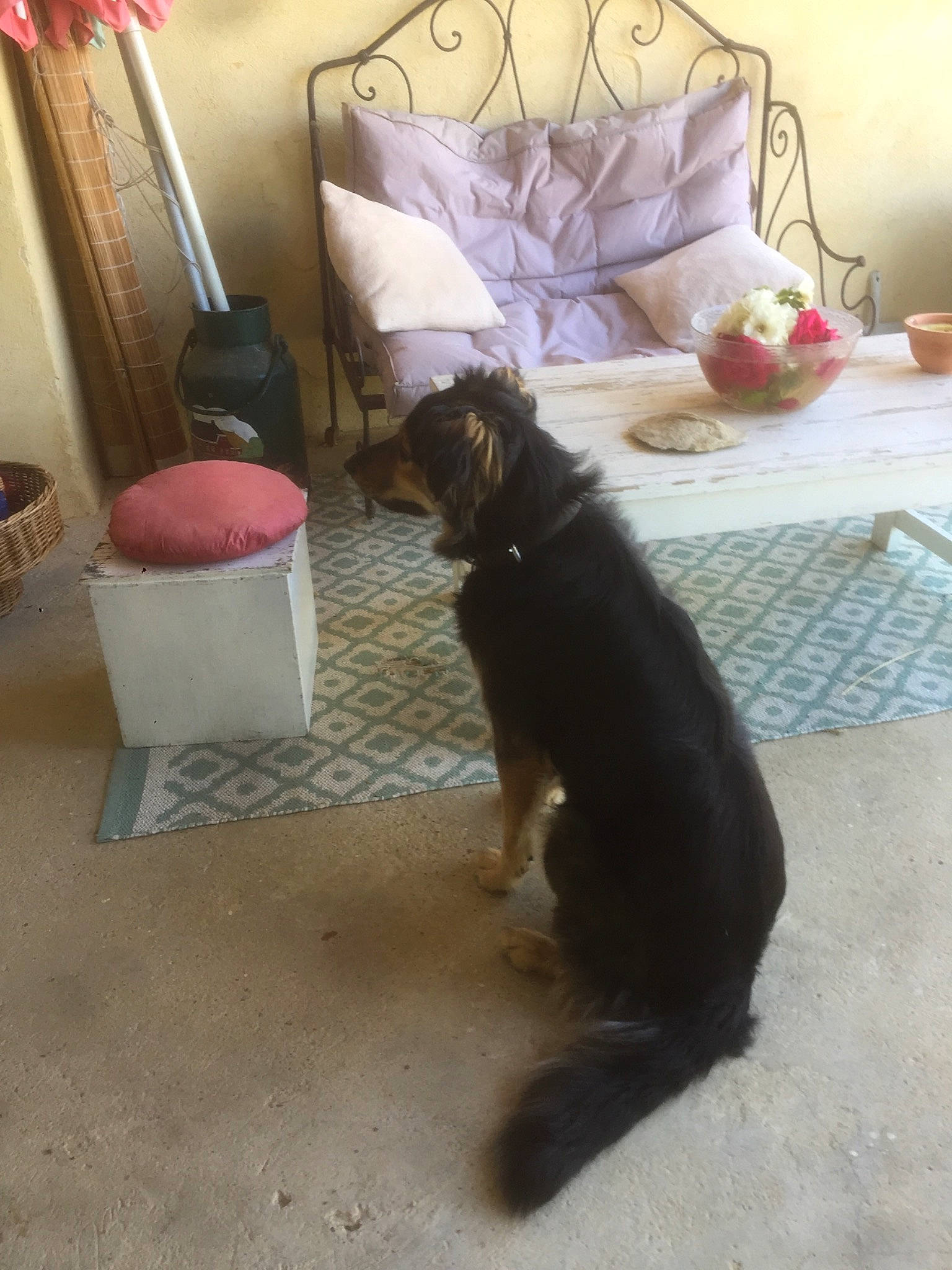 Tipi a rejoint le concours — aidez-le/la à gagner de superbes lots ! canidae, carnivore, comfort, companion_dog, dog, dog_breed, fawn, felidae, floor, flooring, hardwood, home, interior_design, liver, room, sporting_group, tail, tints_and_shades, wood, working_animal