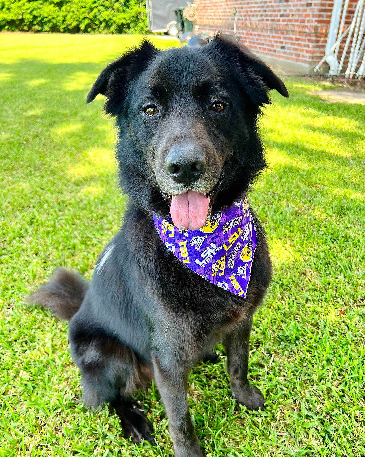 Tripp joined the competition — help win amazing prizes! brick, brickwork, canidae, carnivore, collar, companion_dog, dog, dog_breed, dog_collar, dog_supply, fashion_accessory, fur, grass, leash, pet_supply, plant, smile, snout, sporting_group, working_animal