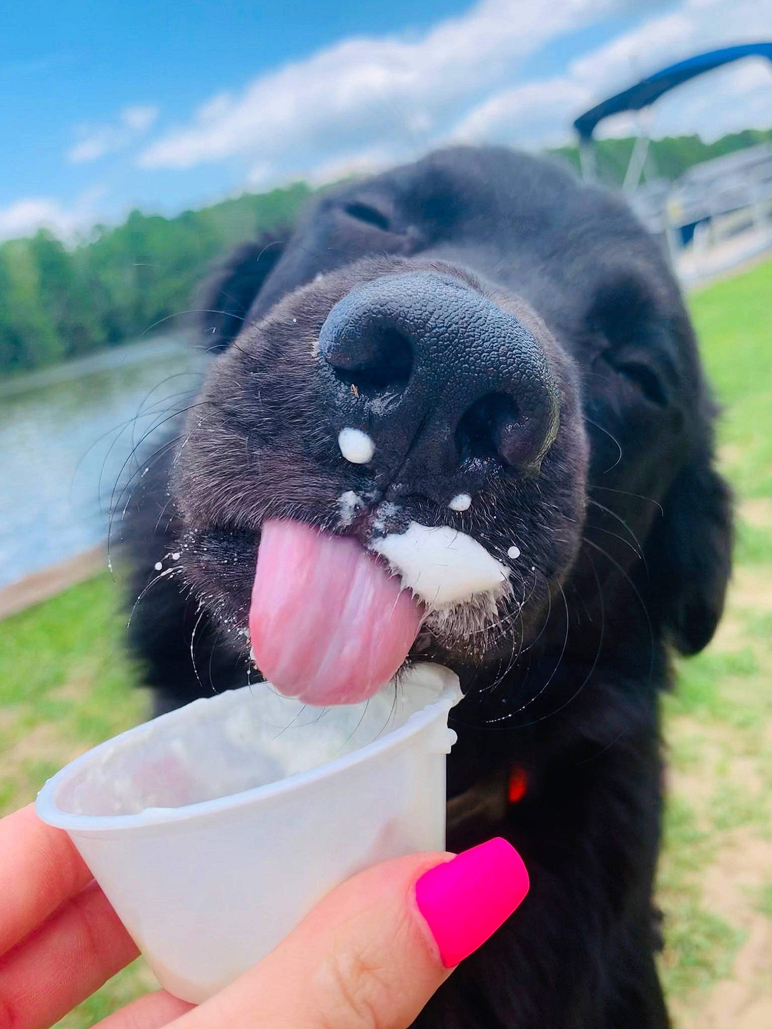 Tripp is registered to the contest to win money with this photo: canidae, carnivore, cloud, collar, companion_dog, dog, dog_breed, dog_collar, fang, gesture, grass, lake, liver, sky, snout, sporting_group, terrestrial_animal, toy, water, working_animal