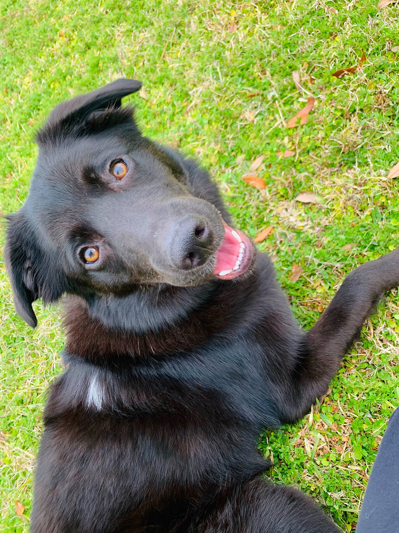 Tripp is registered to the contest to win money with this photo: black_norwegian_elkhound, borador, canidae, carnivore, collar, companion_dog, dog, dog_breed, dog_collar, fur, grass, hunting_dog, pet_supply, plant, sporting_group, terrestrial_animal, whiskers, working_animal, working_dog