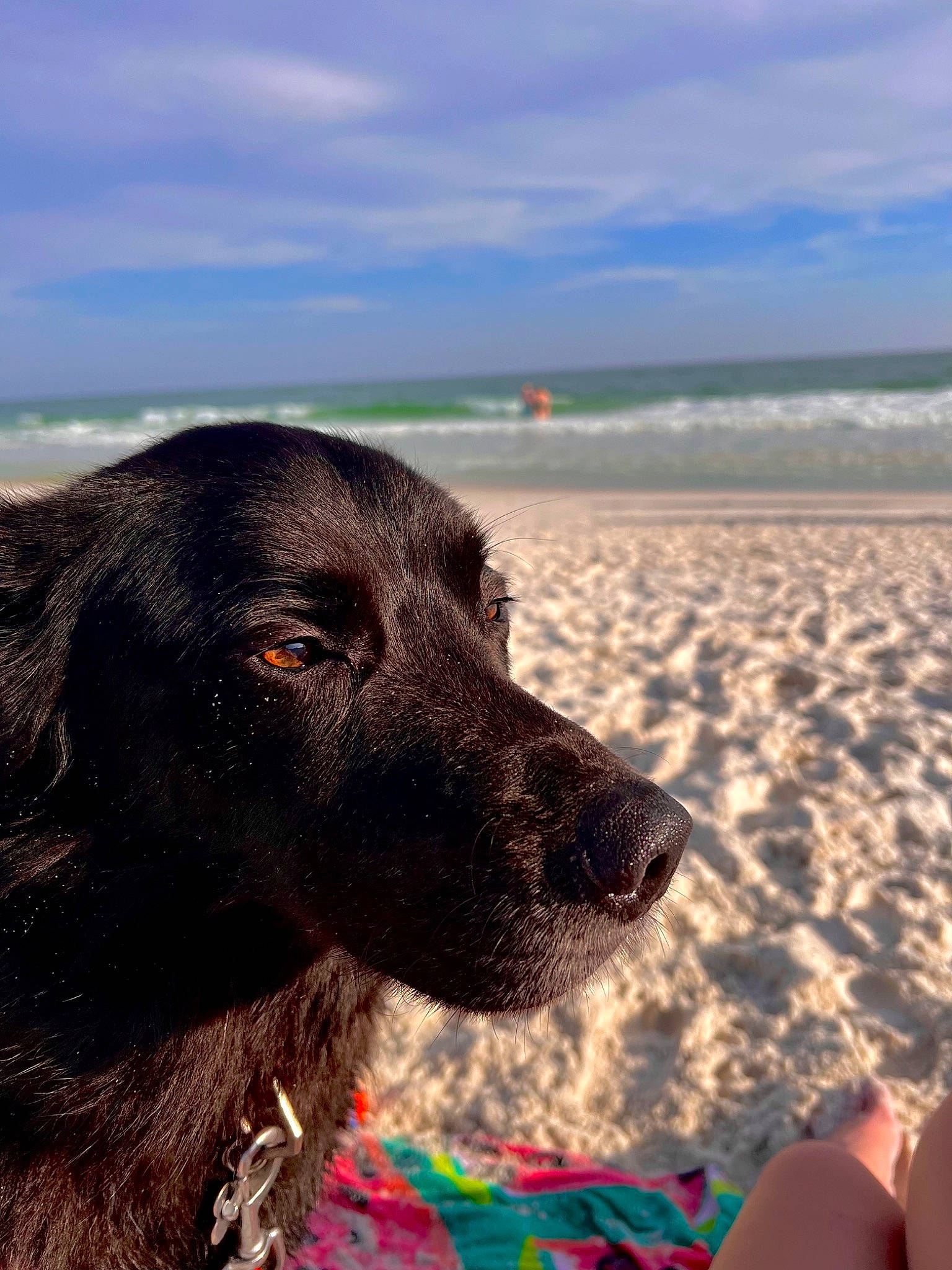 Tripp joined the competition — help win amazing prizes! beach, canidae, carnivore, cloud, coast, collar, companion_dog, dog, dog_breed, dog_collar, happy, horizon, ocean, people_on_beach, retriever, sky, travel, water, wind_wave, working_animal