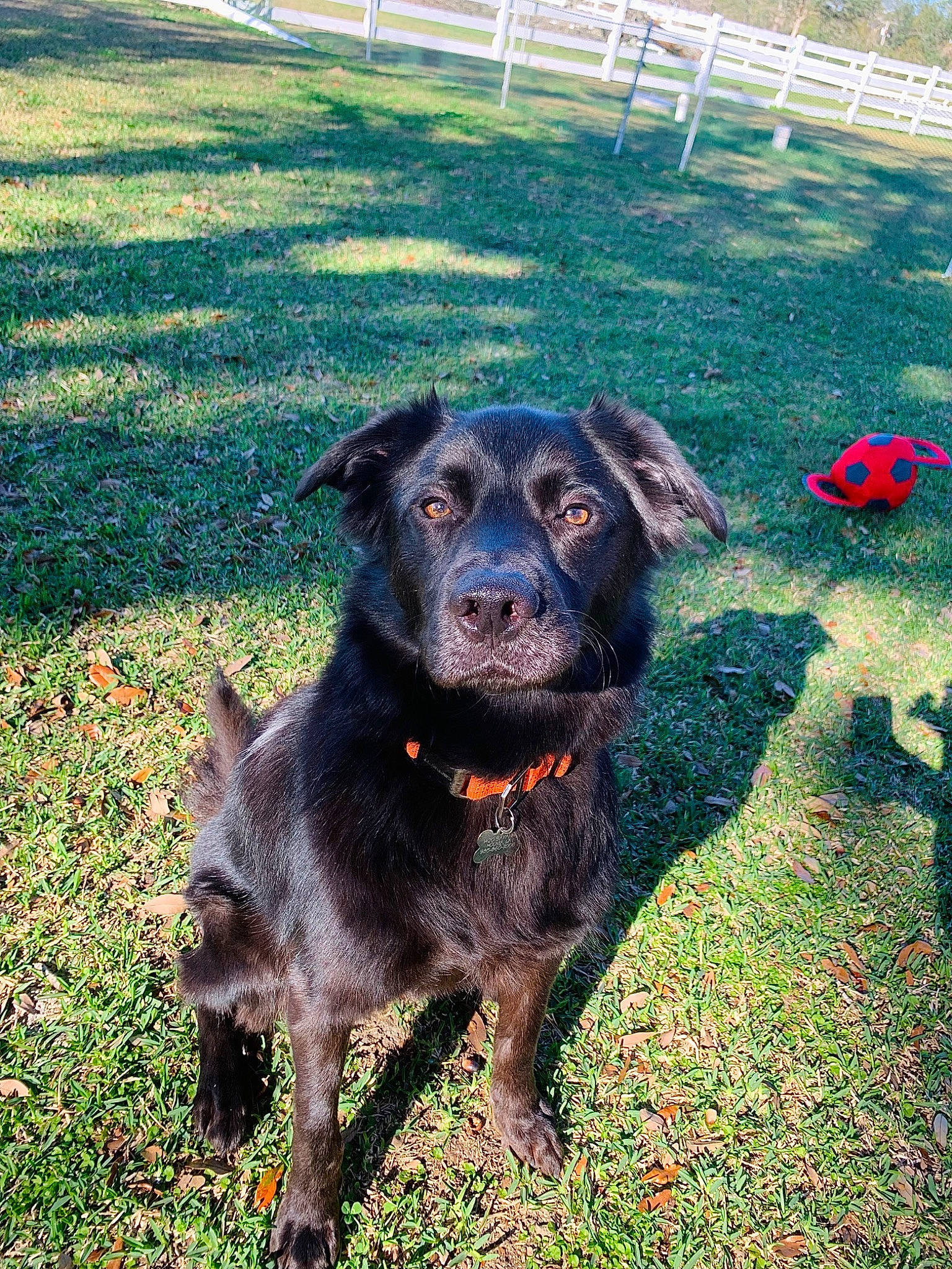 Tripp joined the competition — help win amazing prizes! borador, canidae, carnivore, companion_dog, dog, dog_breed, dog_collar, fence, fur, grass, guard_dog, gun_dog, hunting_dog, plant, snout, soil, split_rail_fence, sporting_group, working_animal, working_dog