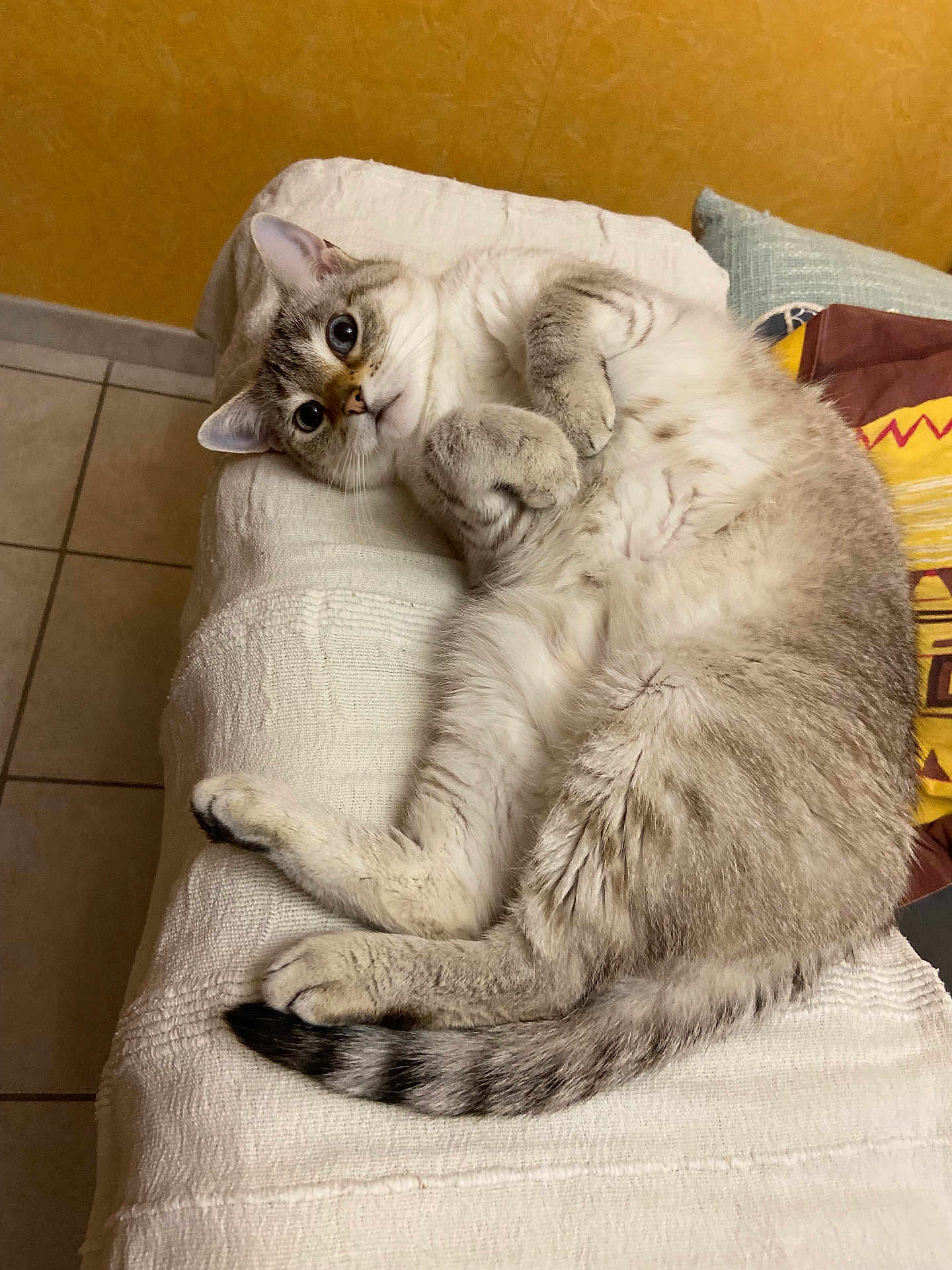 Cleo