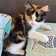 Anae participe au concours pour gagner de l'argent avec cette photo : kitten, cat, calico, pet, animal, couch, pillow, fish_design, curious, fluffy, white_paw, indoor, feline, young_cat, soft_texture, home, cozy, resting, cute, fur