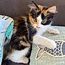 kitten, cat, calico, pet, animal, couch, pillow, fish_design, curious, fluffy, white_paw, indoor, feline, young_cat, soft_texture, home, cozy, resting, cute, fur