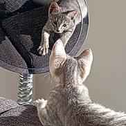 Minouche a rejoint le concours — aidez-le/la à gagner de superbes lots ! kitten, cat, reflection, mirror, gray_fur, curious, paw, texture, fabric, couch, indoor, light, shadow, closeup, pet, animal, young, feline, playful, home