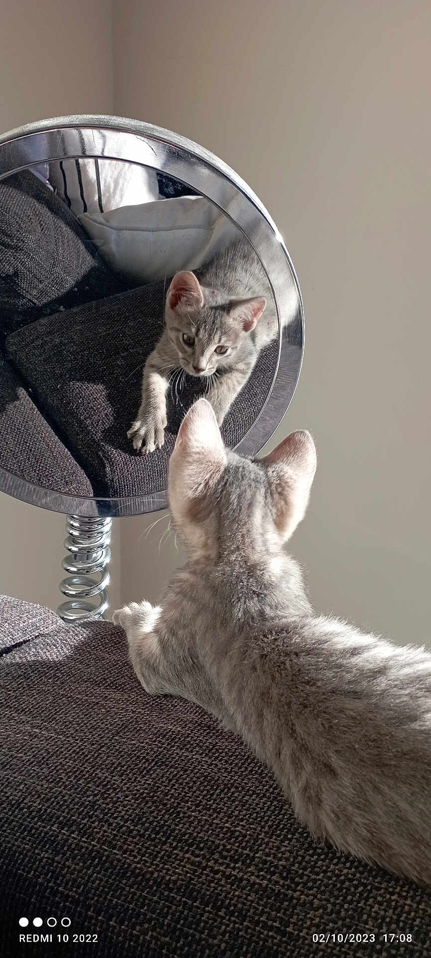 Minouche a rejoint le concours — aidez-le/la à gagner de superbes lots ! kitten, cat, reflection, mirror, gray_fur, curious, paw, texture, fabric, couch, indoor, light, shadow, closeup, pet, animal, young, feline, playful, home