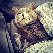 Ghost participe au concours pour gagner de l'argent avec cette photo :