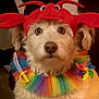 accessory, big_eyes, closeup, costume, cute, dog, furry, indoor, lobster_hat, party, pet, pinwheel, playful, portrait, rainbow_tutu, red_hat, toy_sword, tulle, whimsical, white_fur