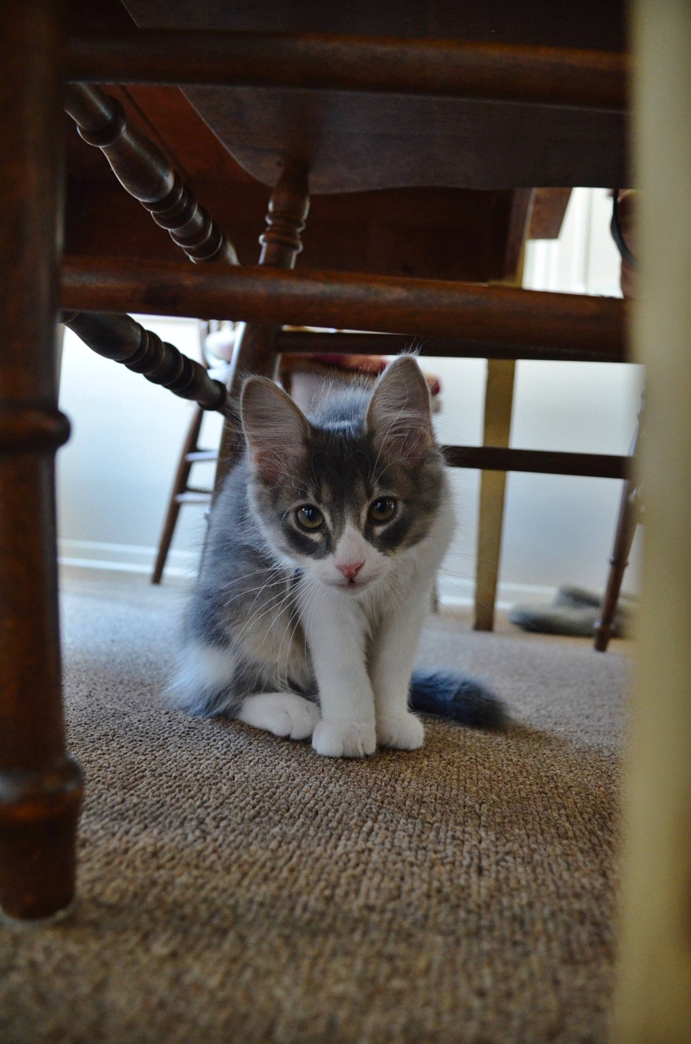 Berlioz joined the competition — help win amazing prizes! carnivore, cat, domestic_short_haired_cat, door, fawn, felidae, flooring, fur, hardwood, human_leg, paw, porch, sitting, small_to_medium_sized_cats, snout, tail, whiskers, window, wood