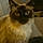 Timon