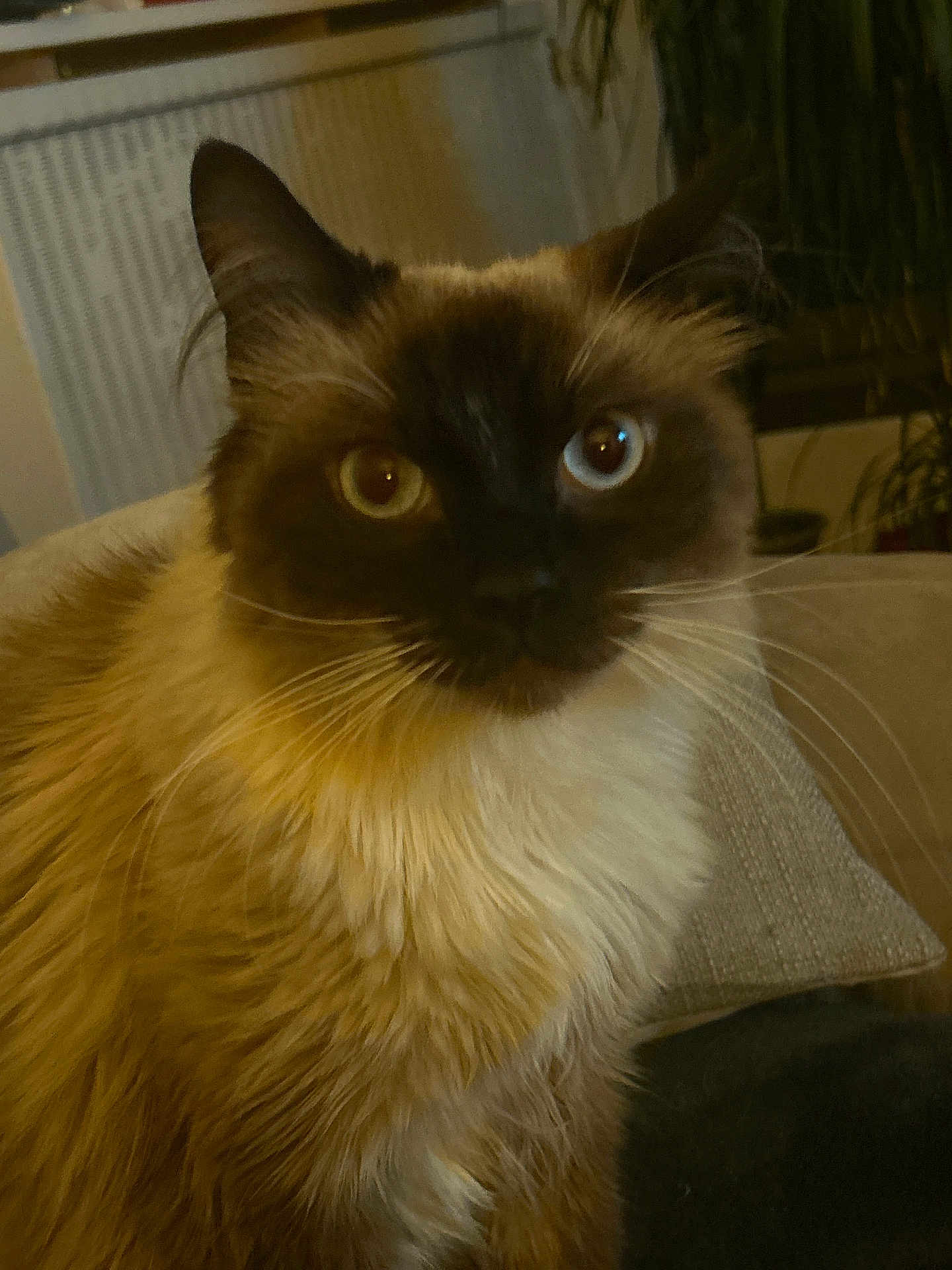 Timon a rejoint le concours — aidez-le/la à gagner de superbes lots ! cat, fluffy, two_toned_eyes, pet, indoor, couch, pillow, whiskers, fur, face, animal, mammal, domestic, close_up, looking, sitting, home, cozy, plant, feline