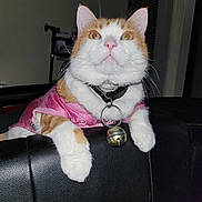 Loca is registered to the contest to win money with this photo: cat, orange_and_white, pet, feline, collar, bell, pink_clothing, indoor, leather_surface, curious, close_up, animal, whiskers, ears, paws, fur, domestic_cat, looking_up, resting, cute