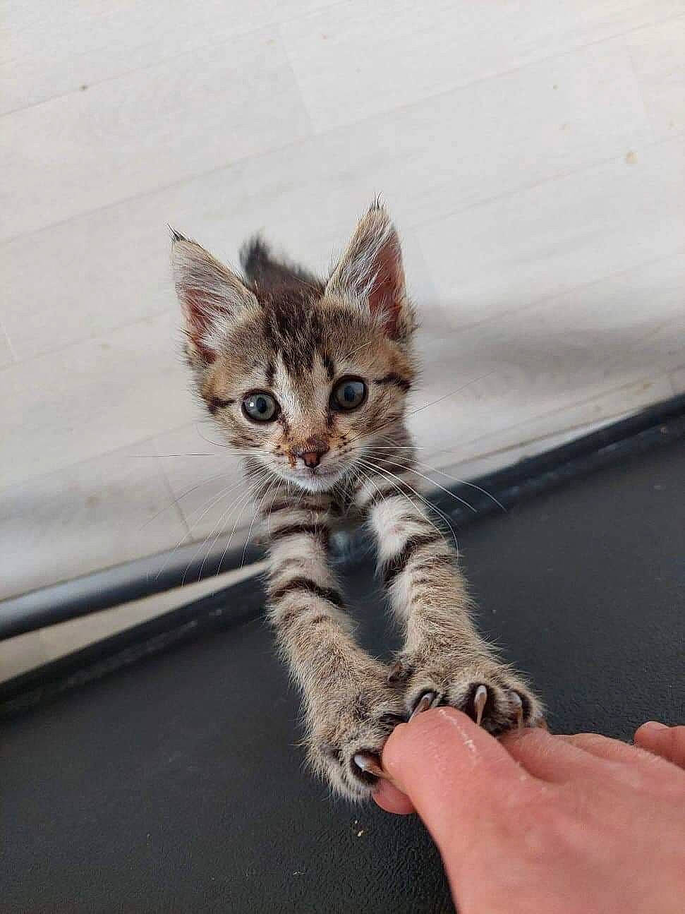Pompon participe au concours pour gagner de l'argent avec cette photo : carnivore, cat, claw, domestic_short_haired_cat, eye, felidae, foot, fur, hand, nail, paw, sitting, small_to_medium_sized_cats, snout, tail, terrestrial_animal, whiskers