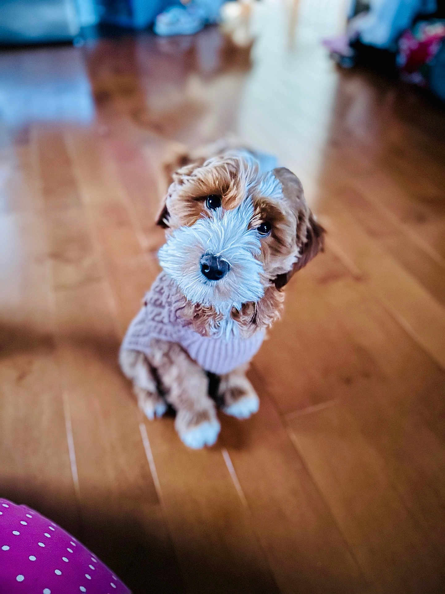 Nelly is registered to the contest to win money with this photo: dog, puppy, cute, fluffy, sweater, wooden_floor, indoor, pet, animal, portrait, brown, white, curly_fur, head_tilt, eyes, cozy, home, blurred_background, small, adorable