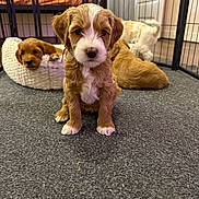 Nelly is registered to the contest to win money with this photo: puppy, dog, indoor, carpet, pet, animal, cute, fur, playpen, bed, resting, curious, young, brown, white, small, adorable, background, closeup, floor