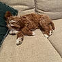 Nelly is registered to the contest to win money with this photo: puppy, dog, sleeping, couch, beige, brown, white, fur, pet, resting, cozy, indoor, pillow, cute, small, relaxed, home, animal, canine, nap