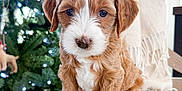 Nelly joined the competition — help win amazing prizes! puppy, dog, brown, white, cute, fur, pet, chair, blanket, indoor, christmas_tree, holiday, decorations, soft_light, young, small, animal, portrait, sitting, cozy