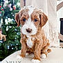 puppy, dog, brown, white, cute, fur, pet, chair, blanket, indoor, christmas_tree, holiday, decorations, soft_light, young, small, animal, portrait, sitting, cozy
