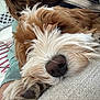 Nelly joined the competition — help win amazing prizes! dog, closeup, sleeping, paw, fur, couch, cozy, person, arm, light_blue_clothing, white_fur, brown_fur, nose, resting, indoor, comfort, pet, cute, relaxed, companion