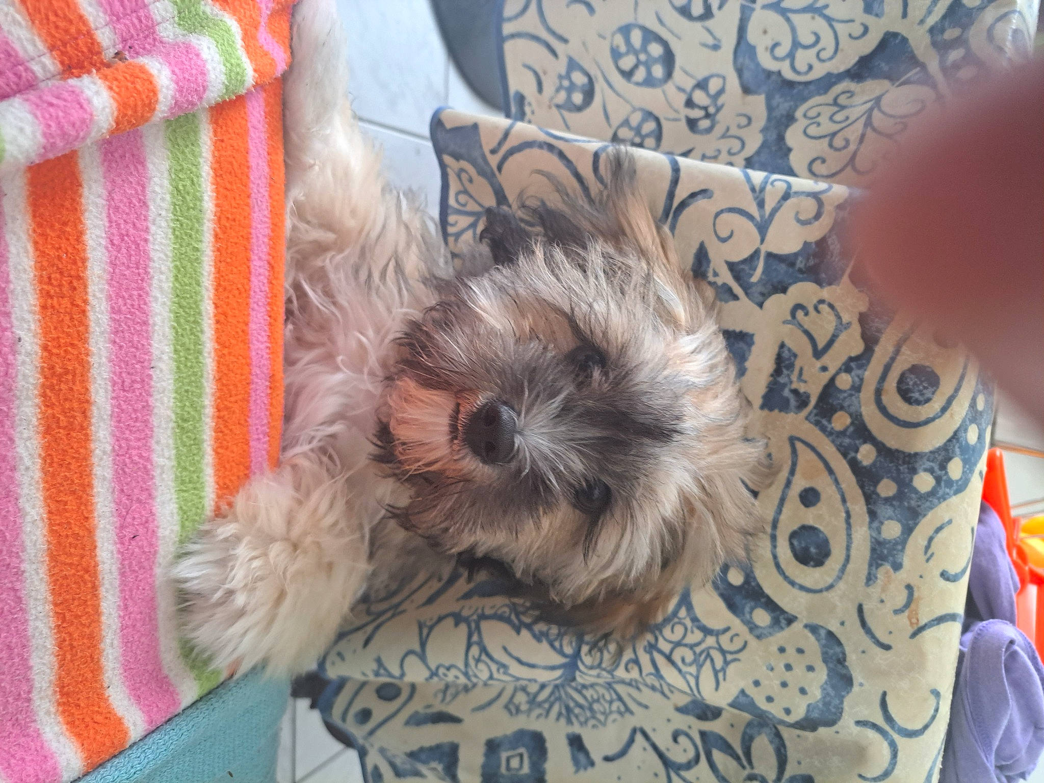 Pirate participe au concours pour gagner de l'argent avec cette photo : biewer_terrier, canidae, carnivore, companion_dog, dog, dog_breed, dog_supply, fawn, fur, liver, maltepoo, pattern, paw, shih_poo, small_terrier, snout, sporting_group, terrier, toy_dog, working_animal