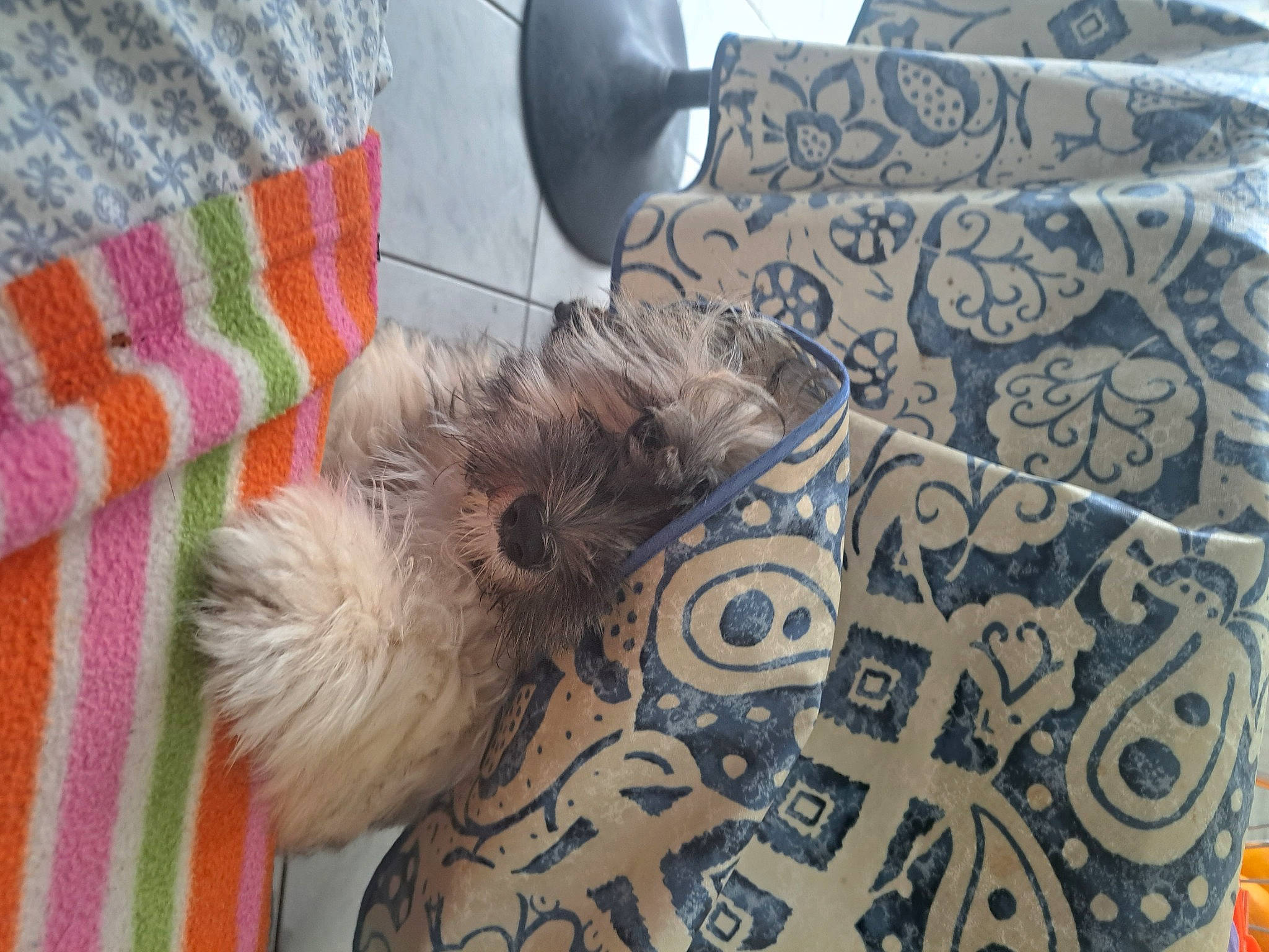 Pirate participe au concours pour gagner de l'argent avec cette photo : bedding, comfort, companion_dog, couch, dog_breed, felidae, flooring, fur, linens, nap, pattern, room, sleeve, small_to_medium_sized_cats, textile, toy, toy_dog, tree, visual_arts, wool