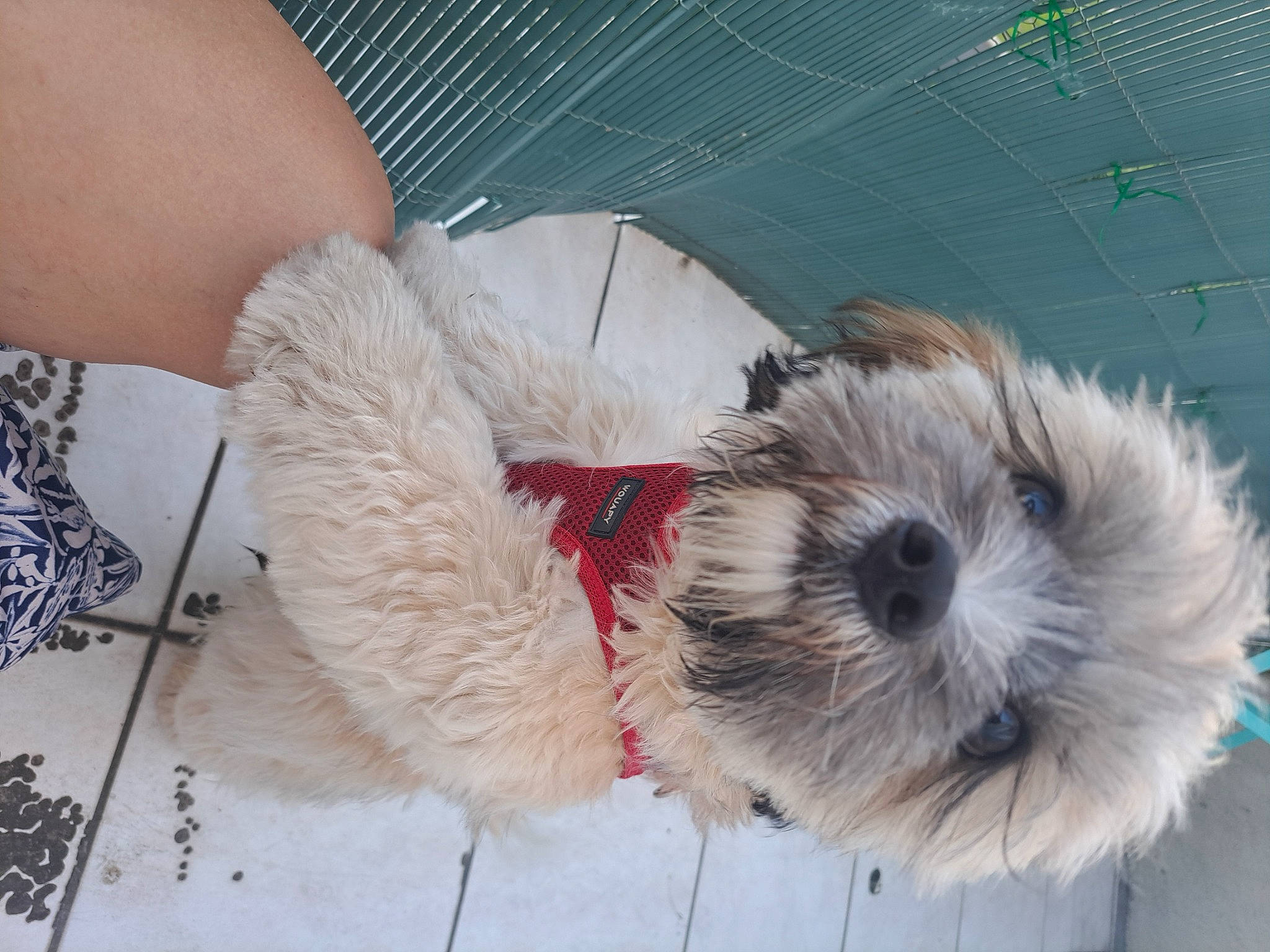 Pirate participe au concours pour gagner de l'argent avec cette photo : canidae, carnivore, collar, companion_dog, dog, dog_bed, dog_breed, dog_supply, fur, labradoodle, maltepoo, pet_supply, shih_poo, small_terrier, snout, sporting_group, terrier, toy, toy_dog, working_animal