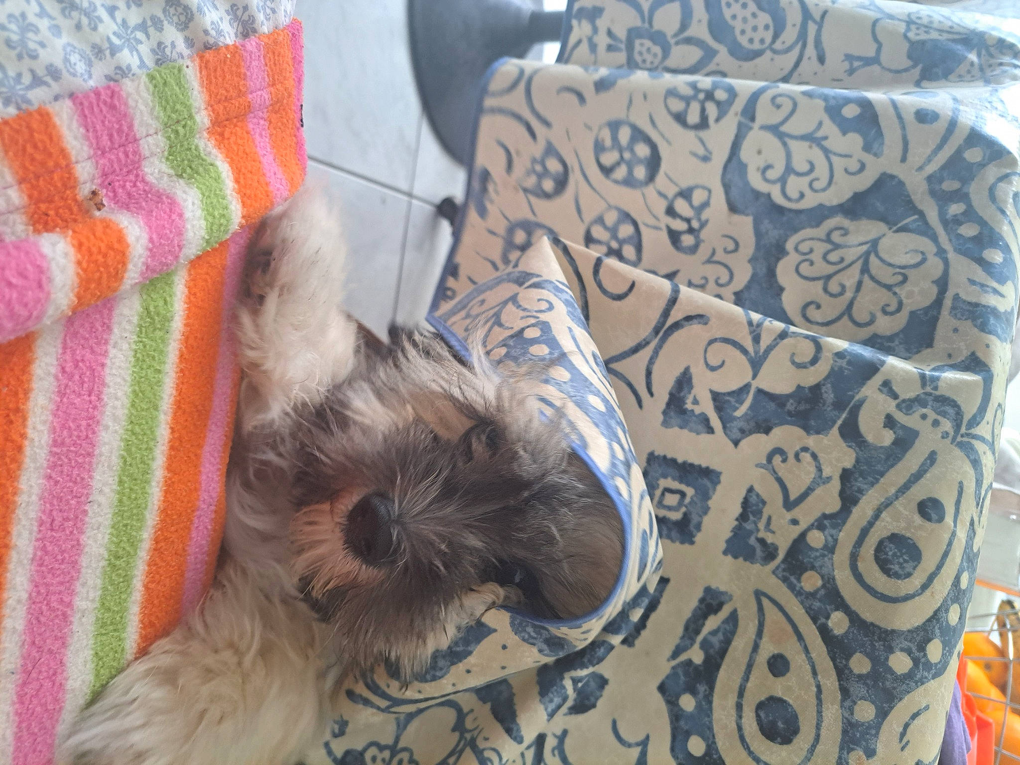 Pirate participe au concours pour gagner de l'argent avec cette photo : canidae, carnivore, comfort, companion_dog, dog, dog_breed, dog_supply, fawn, fur, liver, nap, pattern, pet_supply, small_terrier, sporting_group, terrier, toy_dog, working_animal, woven_fabric, yorkipoo