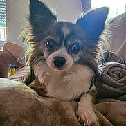 Kiki a rejoint le concours — aidez-le/la à gagner de superbes lots ! dog, small_dog, long_hair, ears, eyes, blanket, indoor, cozy, furniture, person, window, soft_light, fur, pet, relaxed, resting, couch, home, companion, animal