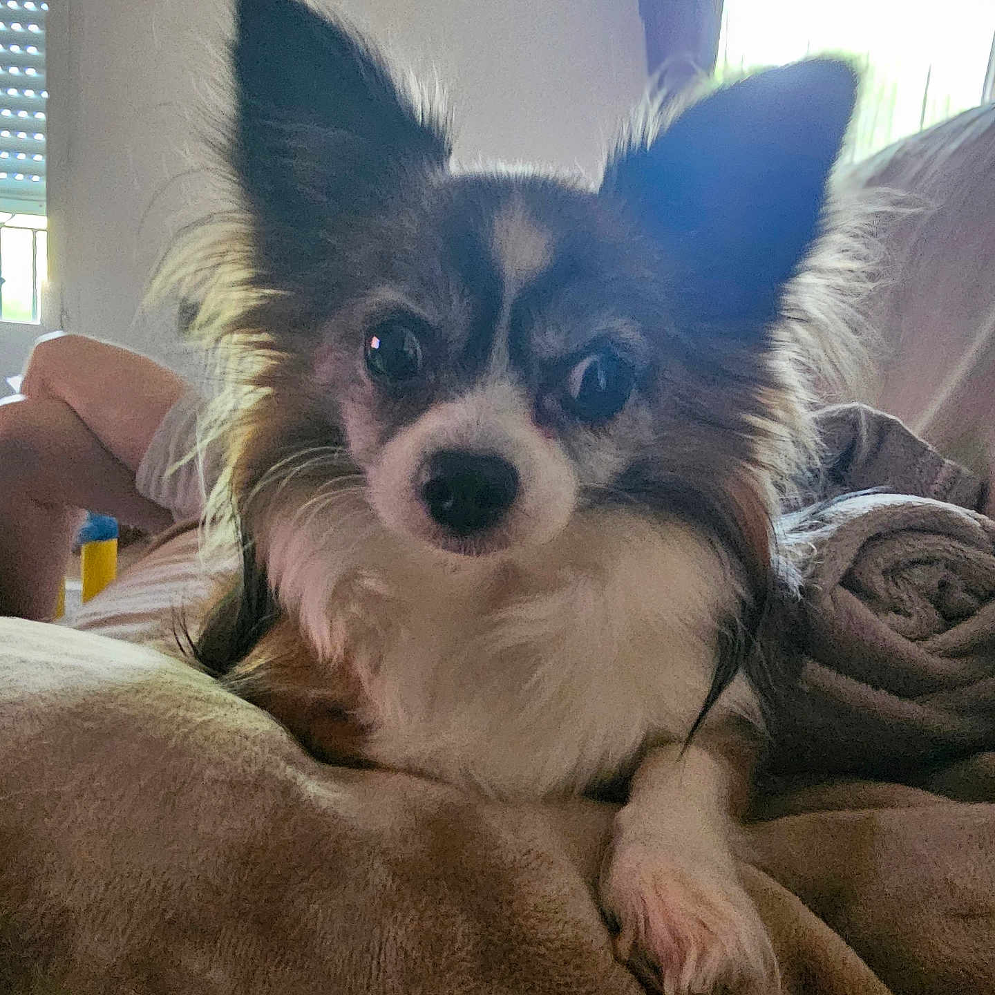 Kiki a rejoint le concours — aidez-le/la à gagner de superbes lots ! animal, blanket, companion, couch, cozy, dog, ears, eyes, fur, furniture, home, indoor, long_hair, person, pet, relaxed, resting, small_dog, soft_light, window
