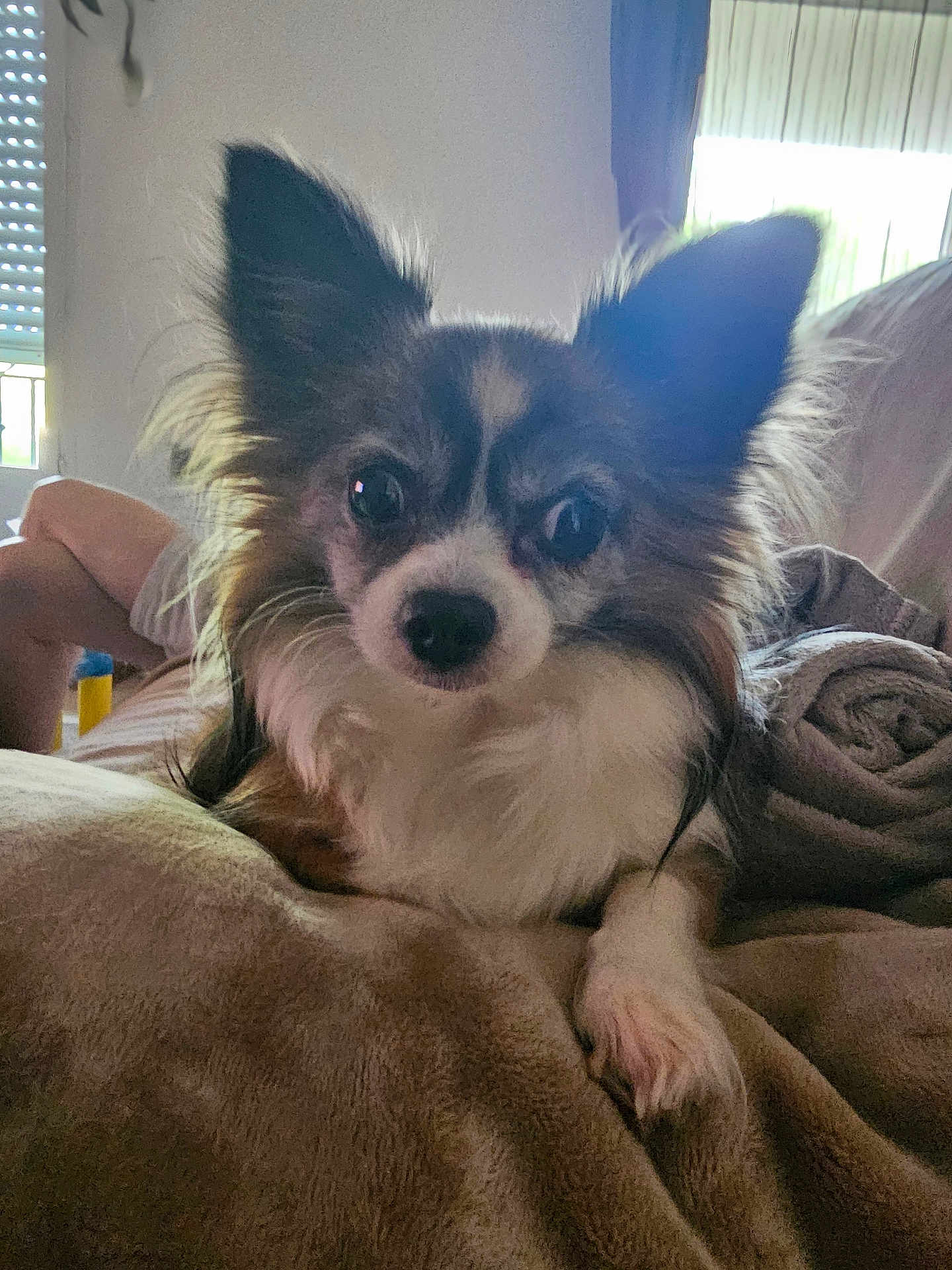 Kiki a rejoint le concours — aidez-le/la à gagner de superbes lots ! dog, small_dog, long_hair, ears, eyes, blanket, indoor, cozy, furniture, person, window, soft_light, fur, pet, relaxed, resting, couch, home, companion, animal