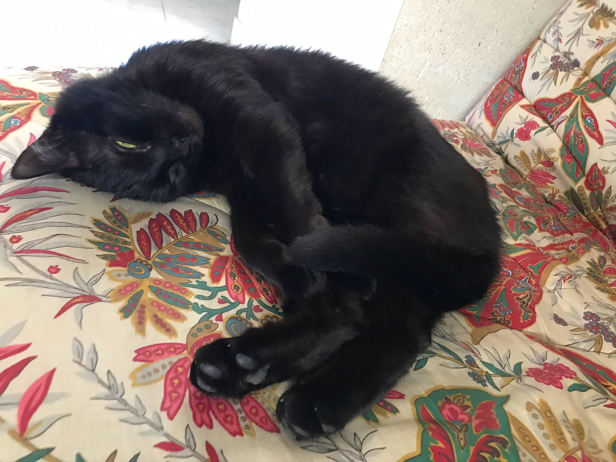 Melyo participe au concours pour gagner de l'argent avec cette photo : black, black_cat, black_hair, bombay, carnivore, cat, claw, felidae, fur, small_to_medium_sized_cats, sporting_group, tail, whiskers