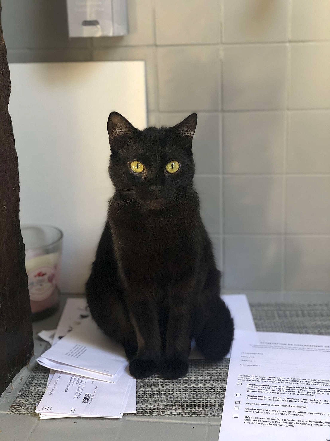 Melyo a rejoint le concours — aidez-le/la à gagner de superbes lots ! asian, black, black_cat, bombay, carnivore, cat, chartreux, domestic_short_haired_cat, european_shorthair, eye, felidae, korat, mammal, small_to_medium_sized_cats, whiskers