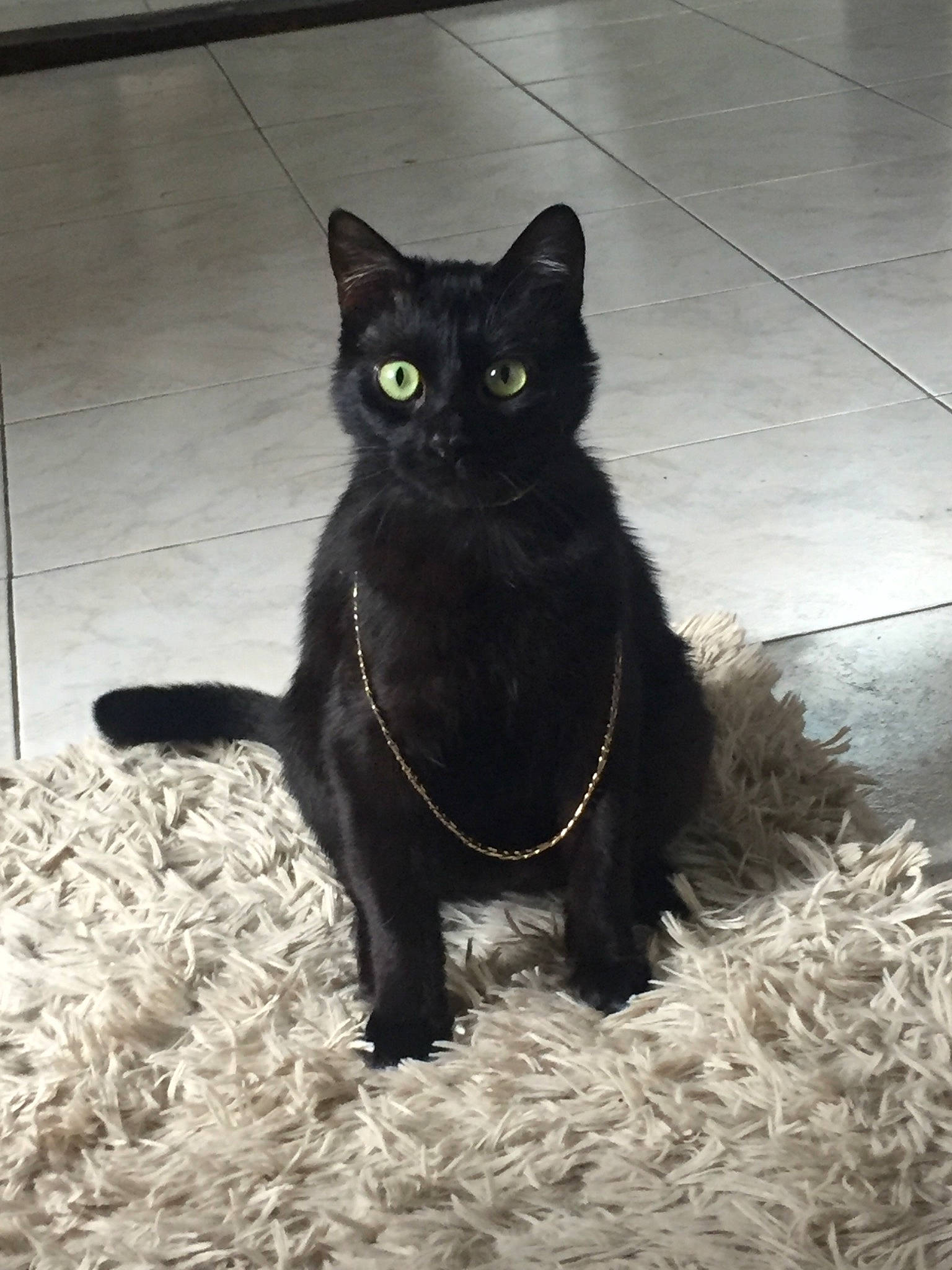 Melyo participe au concours pour gagner de l'argent avec cette photo : asian, black, black_cat, bombay, carnivore, cat, domestic_short_haired_cat, eye, felidae, fur, german_rex, korat, mammal, polydactyl_cat, small_to_medium_sized_cats, snout, tail, vertebrate, whiskers