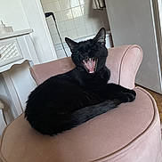 Mimo a rejoint le concours — aidez-le/la à gagner de superbes lots ! animal, black_cat, cat, chair, cozy, cute, cute_pet, domestic_cat, feline, fur, home, indoor, living_room, mouth_open, pet, pink_chair, relaxed, resting, teeth, yawning