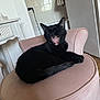 animal, black_cat, cat, chair, cozy, cute, cute_pet, domestic_cat, feline, fur, home, indoor, living_room, mouth_open, pet, pink_chair, relaxed, resting, teeth, yawning