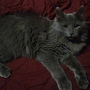Kyruss Felix Smith joined the competition — help win amazing prizes! cat, gray_cat, animal, pet, feline, fluffy, fur, whiskers, ears, eyes, paws, lying_down, resting, indoor, blanket, red_blanket, cozy, dark, quiet, relaxed