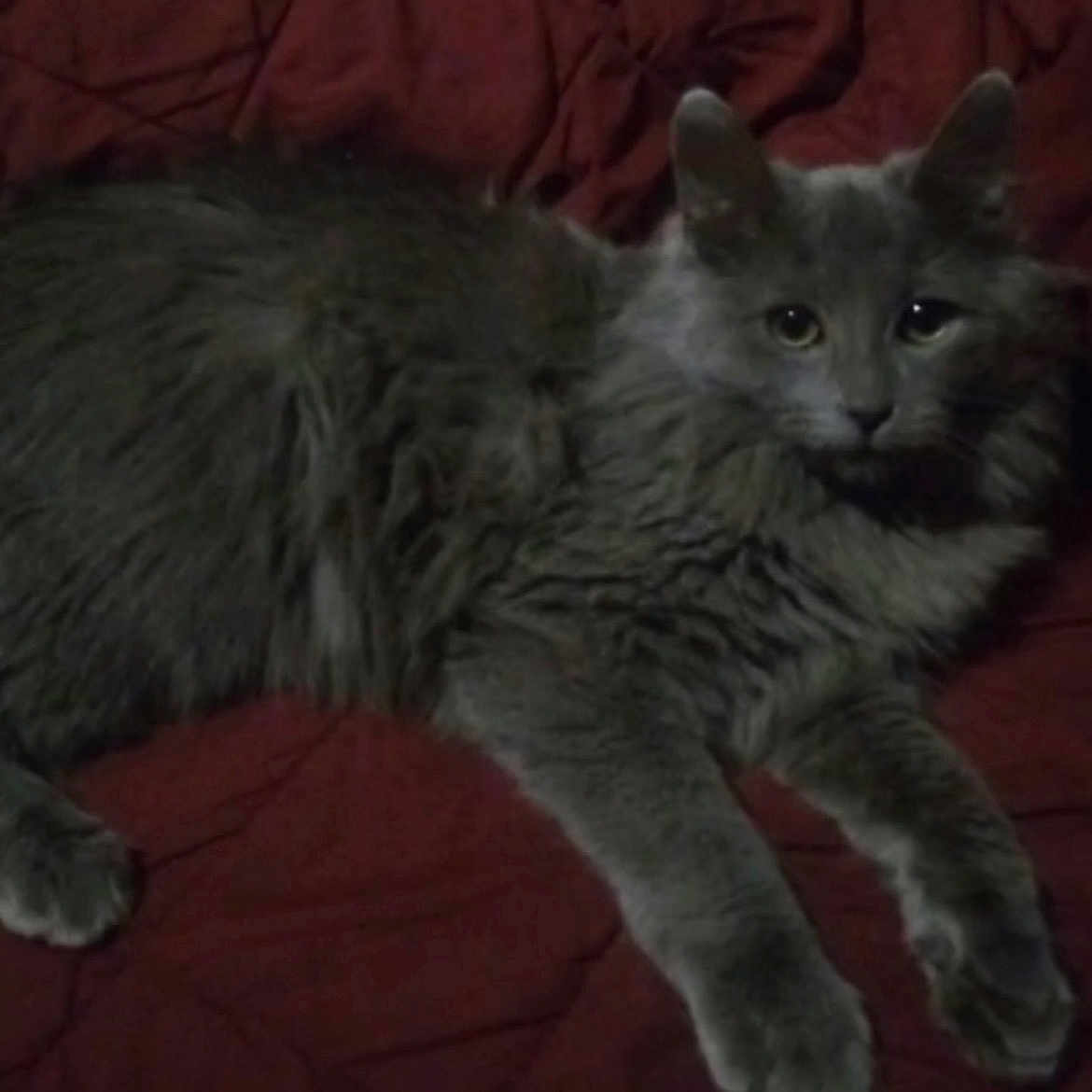 Kyruss Felix Smith joined the competition — help win amazing prizes! cat, gray_cat, animal, pet, feline, fluffy, fur, whiskers, ears, eyes, paws, lying_down, resting, indoor, blanket, red_blanket, cozy, dark, quiet, relaxed