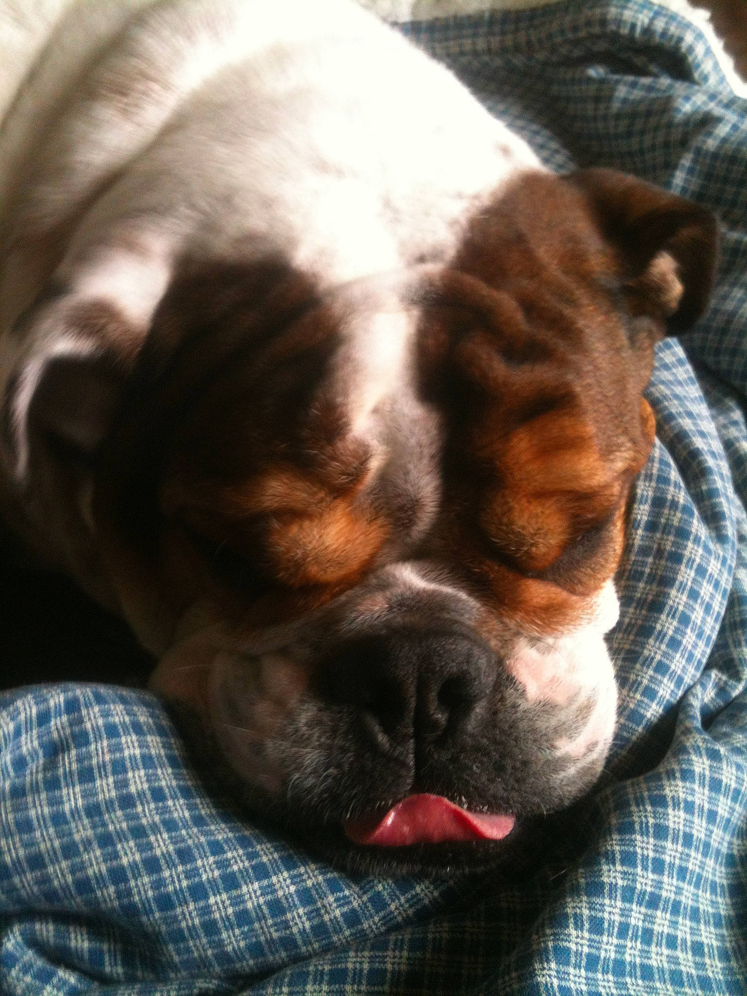 Bambam is registered to the contest to win money with this photo: american_bulldog, australian_bulldog, boxer, british_bulldogs, bulldog, canidae, carnivore, companion_dog, dog, dog_breed, mammal, non_sporting_group, nose, old_english_bulldog, olde_english_bulldogge, puppy, skin, snout, vertebrate, wrinkle