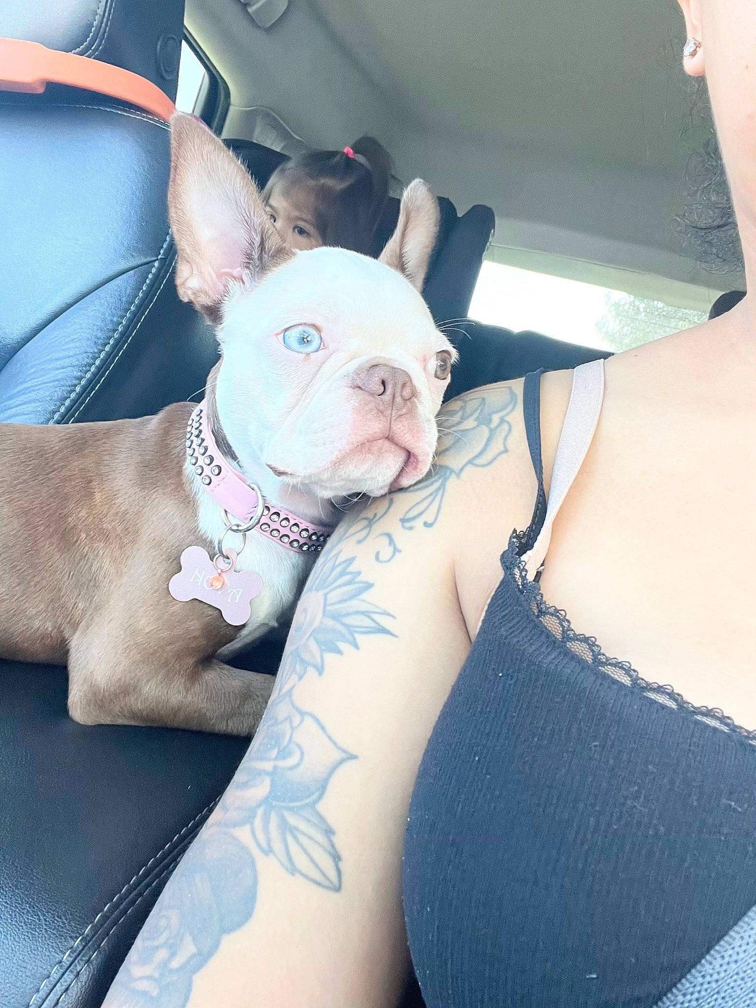 Nova is registered to the contest to win money with this photo: bulldog, canidae, carnivore, collar, comfort, companion_dog, dog, dog_breed, dog_collar, elbow, fashion_accessory, fawn, human_leg, knee, leg, sleeve, snout, sporting_group, temporary_tattoo, thigh