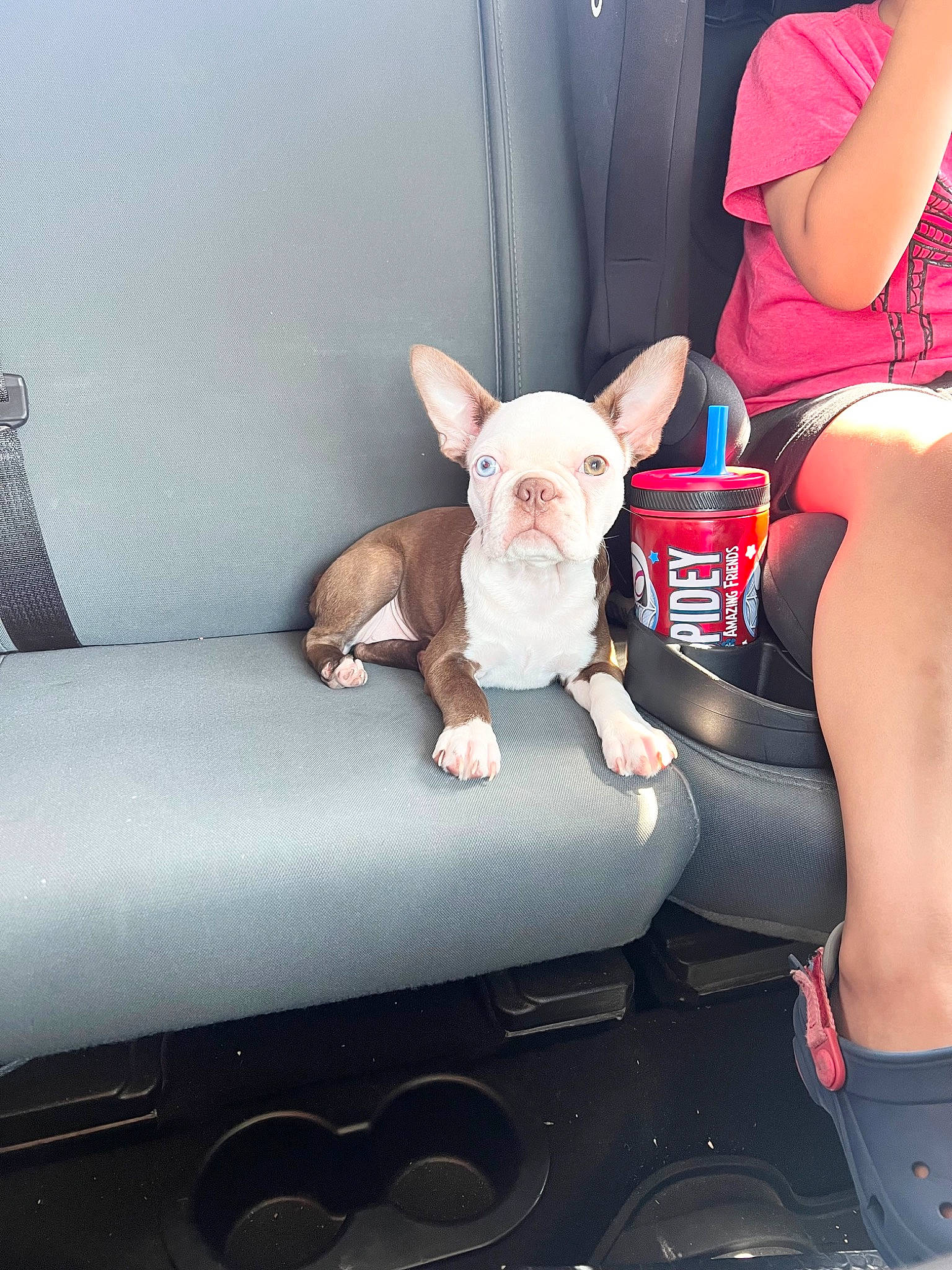 Nova joined the competition — help win amazing prizes! carmine, comfort, companion_dog, couch, fawn, human_leg, livestock, magenta, mammal, metal, pink, room, sitting, stuffed_toy, suidae, textile, thigh, toy, vertebrate, working_animal