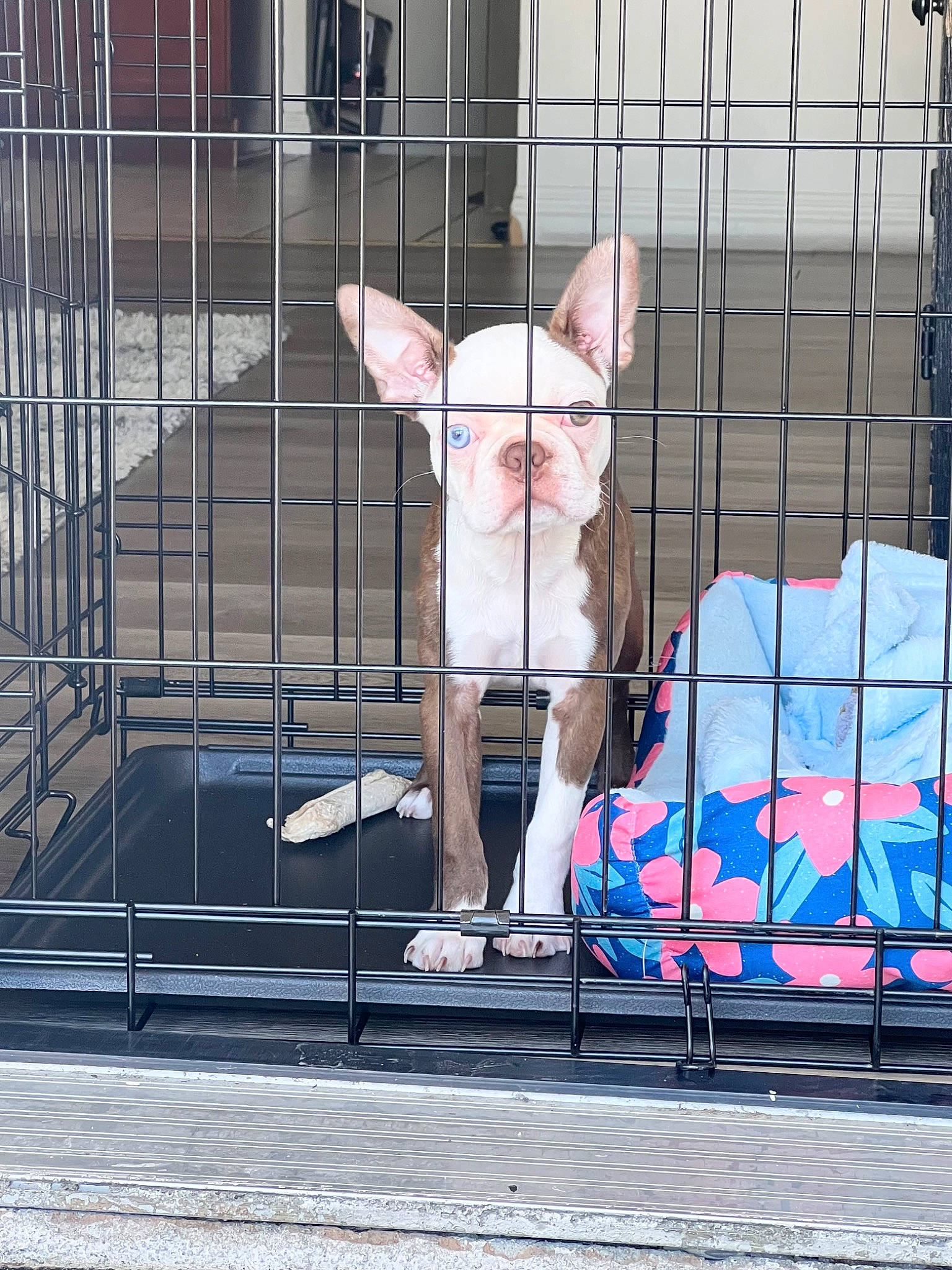 Nova joined the competition — help win amazing prizes! animal_shelter, art, cage, carnivore, cat, city, companion_dog, facade, fawn, felidae, font, fur, line, mesh, metal, pet_supply, small_to_medium_sized_cats, snout, tail, whiskers