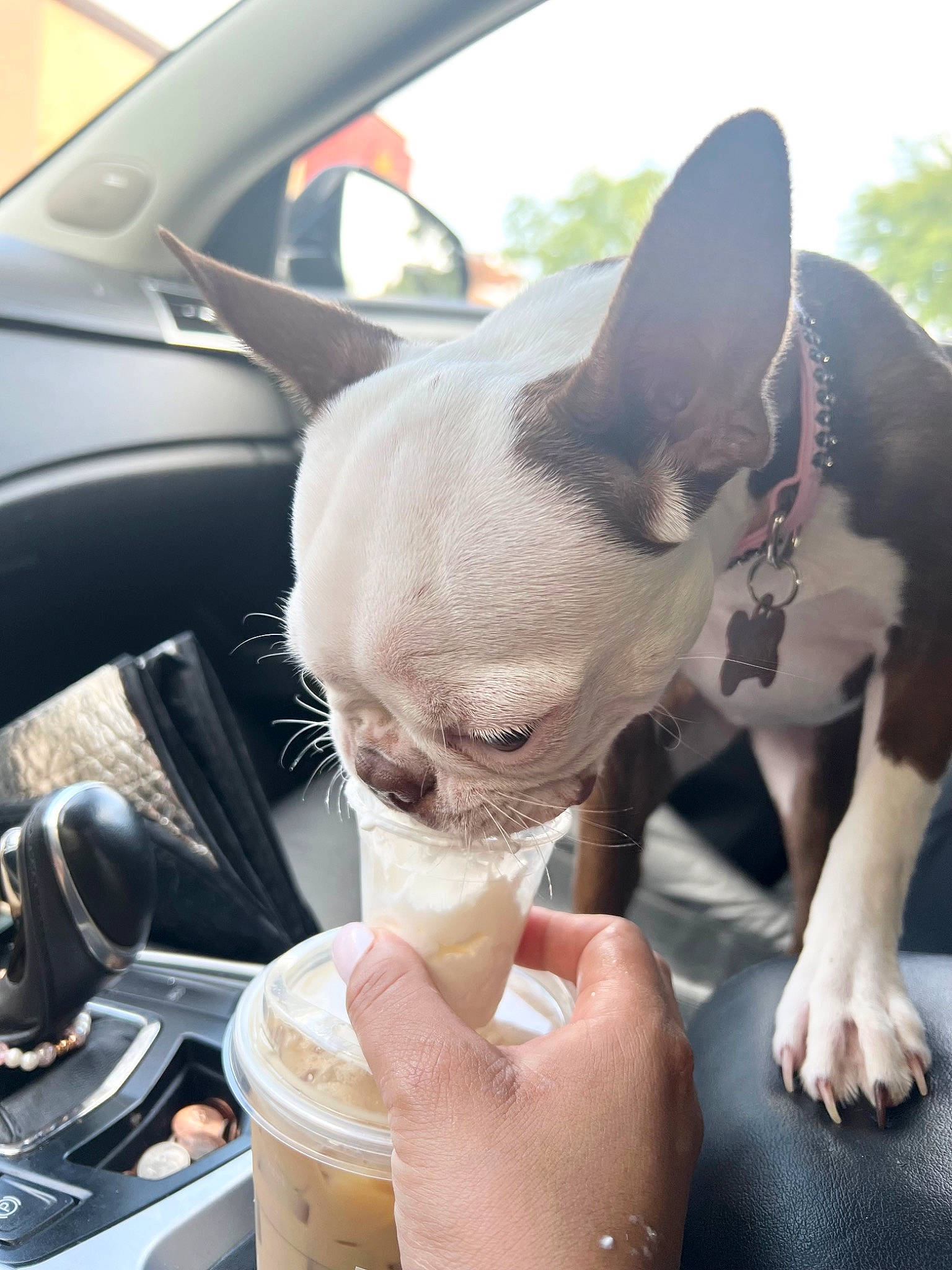Nova is registered to the contest to win money with this photo: automotive_design, boston_terrier, bulldog, car, carnivore, companion_dog, dessert, dog, dog_breed, family_car, fawn, gelato, nail, sky, snout, toy_dog, tree, vehicle, whiskers, working_animal