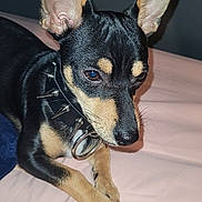 Bear is registered to the contest to win money with this photo: dog, pet, black, tan, spiked_collar, ears, lying_down, indoor, close_up, animal, canine, alert, focused, fur, paws, nails, collar, domestic_animal, resting, background