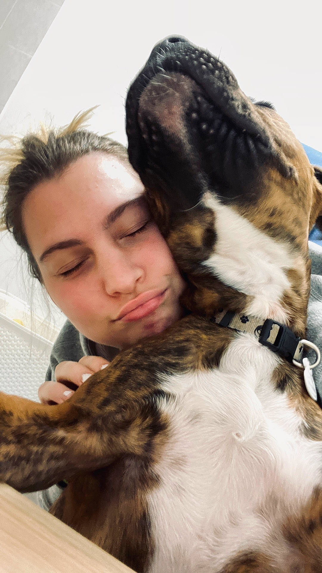 Sysko participe au concours pour gagner de l'argent avec cette photo : brown_hair, canidae, carnivore, collar, comfort, companion_dog, dog, dog_breed, ear, fawn, fur, gesture, hair, happy, kiss, mammal, natural_material, snout, sporting_group, whiskers